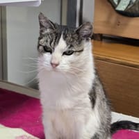INDIANA, chatte à adopter