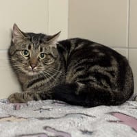 Silver CAB4945, chat à adopter