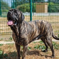 TIGROU, chien à adopter