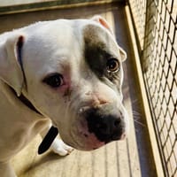 RITA, chienne à adopter