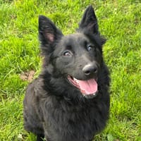 ALBA, chienne à adopter