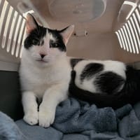 Coreffe, chat à adopter