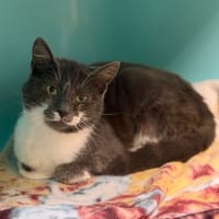 Thémis CAB4894, chatte à adopter