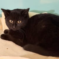 Sélina CAB4944, chatte à adopter