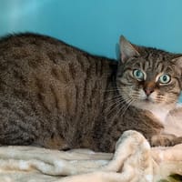 Coco CAB4901, chat à adopter