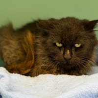 Méléa CAB4942, chatte à adopter