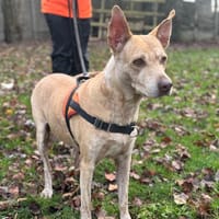 LEIA OAA19898, chienne à adopter