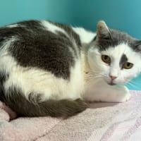 Talia CAB4900, chatte à adopter