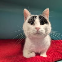 RAYMOND, chat à adopter