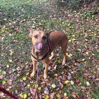 BINGO OAA19897, chienne à adopter