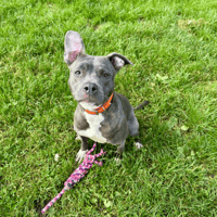 ATHENA, chienne à adopter