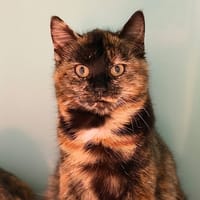 Rosa CAB4932, chatte à adopter