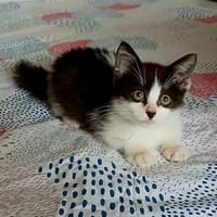 Goji, chatte à adopter