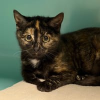 Leya CAB4933, chatte à adopter