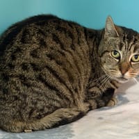 Tizzy CAB4899, chatte à adopter