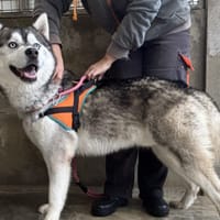 MYSTERE VAA, chien à adopter