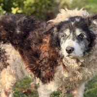 Gallia CAA14420, chienne à adopter