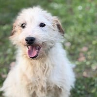 Blanchette CAA14418, chienne à adopter