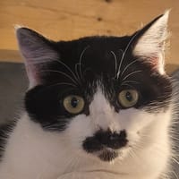 RHOONA, chatte à adopter