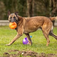 GRIMM, chien à adopter