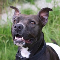 BROOKLYN, chienne à adopter