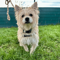 JOLY, chienne à adopter
