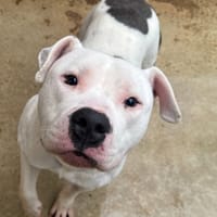 ARCHIE VAA, chien à adopter