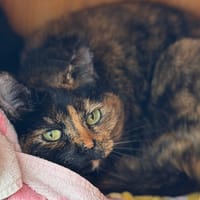 Berta CAB4927, chatte à adopter