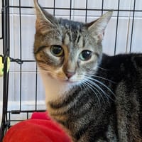 MEI, chatte à adopter