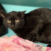 Oscar CAB4925, chat à adopter