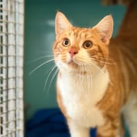 Timbo CAB4923, chat à adopter