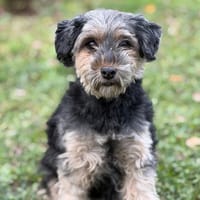 Paméla CAA14417, chienne à adopter