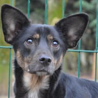 SCOOBY CHAO, chien à adopter