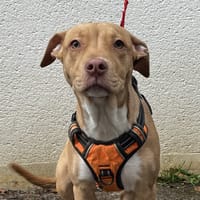 OLIVE VAA, chienne à adopter