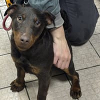AQUA VAA, chien à adopter
