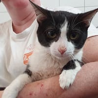 Leff, chat à adopter