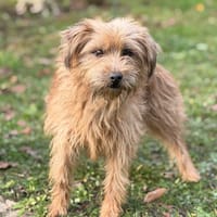 Palmolive CAA14416, chienne à adopter