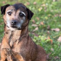 Noéva CAA14419, chienne à adopter