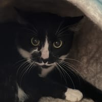 PLUME C, chatte à adopter