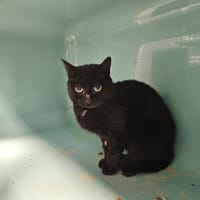 miquette, chatte à adopter