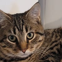 FLAMBY, chat à adopter