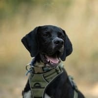 PHOENIX, chien à adopter