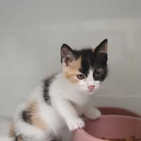 PASSION (adoption duo Foudre), chatte à adopter