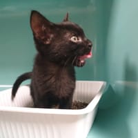 HALLO QCT, chatte à adopter