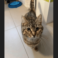 AMETHYSTE, chatte à adopter