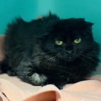 Capucine CAB4928, chatte à adopter