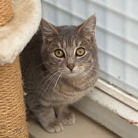 Katoune CAB4882, chat à adopter