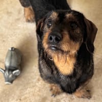 GRIBOUILLE, chien à adopter