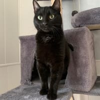 Galiz, chat à adopter