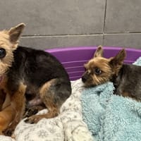 ICARE VAA, chien à adopter